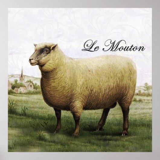 Sheep Poster (Vorne)