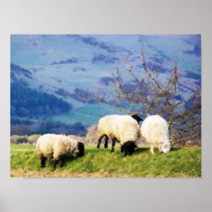 SHEEP POSTER