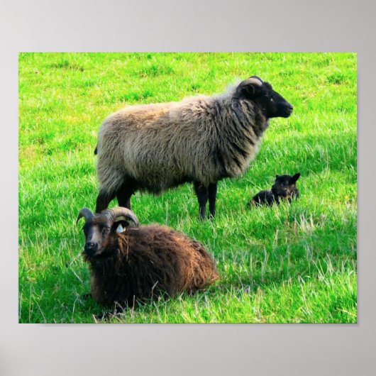 Sheep Print Poster (Vorne)