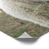 Sheep Print Poster (Ecke)