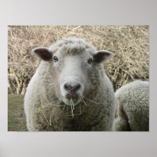 Sheep Print Poster