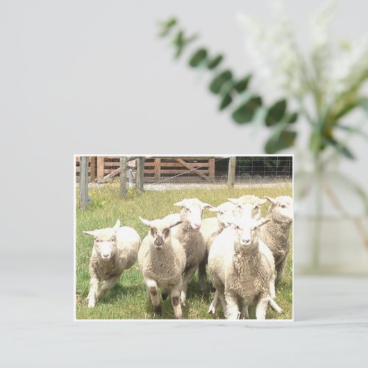 Sheep Stampede Postkarte (Stehend Vorderseite)