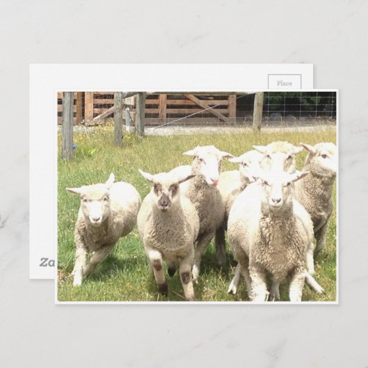 Sheep Stampede Postkarte (Vorne/Hinten)