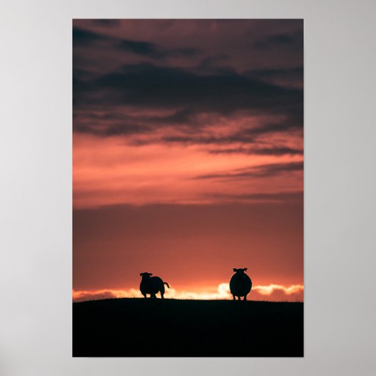 Sheep Sunset Nature Foto Poster (Vorne)