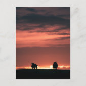 Sheep Sunset Nature Foto Postkarte (Vorderseite)