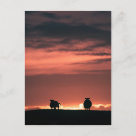 Sheep Sunset Nature Foto Postkarte