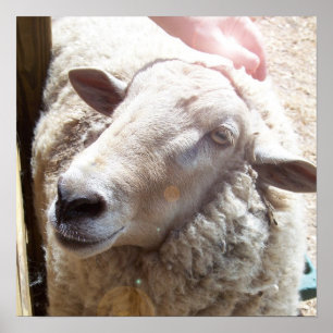 Sheep The Good Shepherd Christlich Art Foto Poster