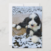 Sheepadoodle-Karte Feiertagskarte (Vorderseite)