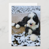 Sheepadoodle-Karte Feiertagskarte (Vorne/Hinten)