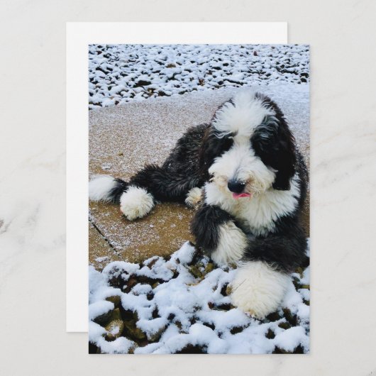 Sheepadoodle-Karte Feiertagskarte (Vorne/Hinten)