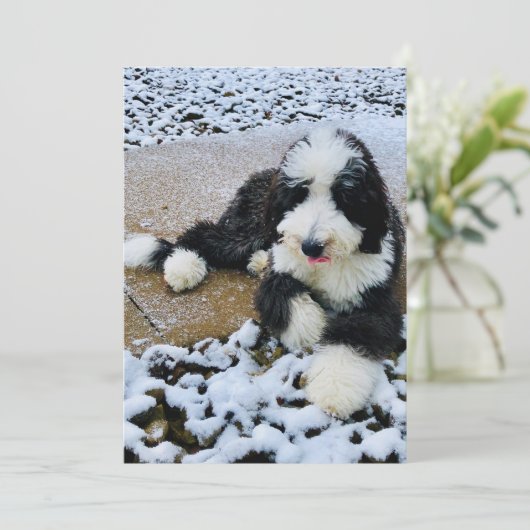 Sheepadoodle-Karte Feiertagskarte (Stehend Vorderseite)