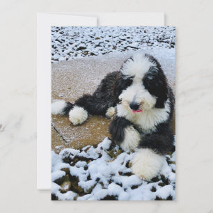Sheepadoodle-Karte Feiertagskarte