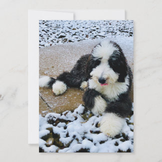 Sheepadoodle-Karte Feiertagskarte