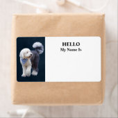 Sheepadoodle mit blauem karierten Schal (Insitu)