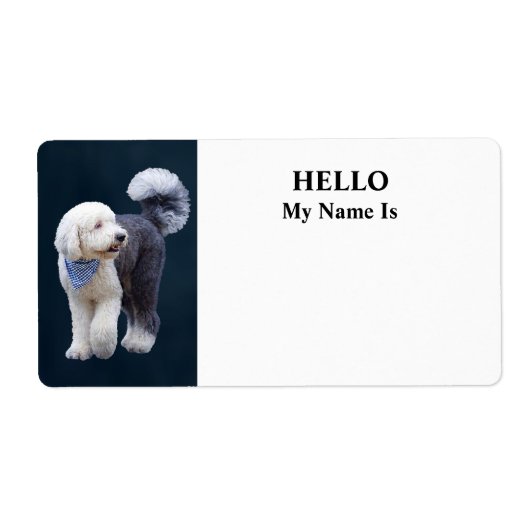 Sheepadoodle mit blauem karierten Schal (Vorne)
