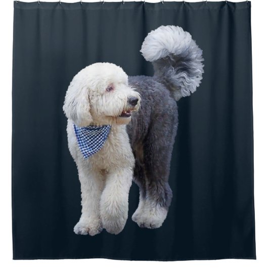 Sheepadoodle mit blauem karierten Schal Duschvorhang (Vorderseite)
