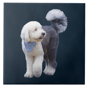 Sheepadoodle mit blauem karierten Schal Fliese
