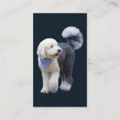 Sheepadoodle mit blauem karierten Schal Visitenkarte (Rückseite)