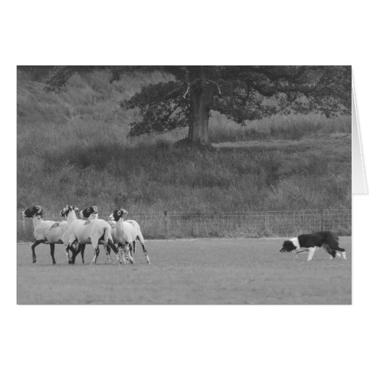Sheepdog Herding Sheep Card (Vorderseite (Horizontal))