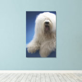 Sheepdog Leinwanddruck (Insitu (Holzboden))