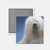 Sheepdog Magnet (Vorderseite/Rückseite)