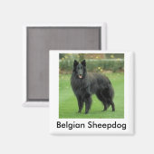 Sheepdog Magnet (Vorderseite/Rückseite)