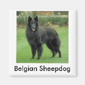 Sheepdog Magnet (Vorne)