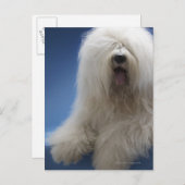Sheepdog Postkarte (Vorne/Hinten)