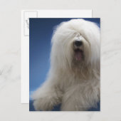 Sheepdog Postkarte (Vorne/Hinten)