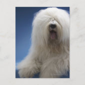 Sheepdog Postkarte (Vorderseite)