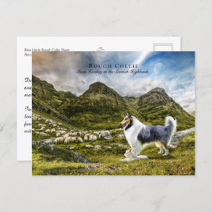 Sheepherding Blue Merle Rough Collie - Collectibel Postkarte