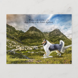 Sheepherding Blue Merle Rough Collie - Collectibel Postkarte