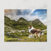Sheepherding Sable Rough Collie - Collectibel Postkarte (Vorderseite)