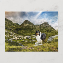Sheepherding Tricolor Rough Collie - Collectibel Postkarte