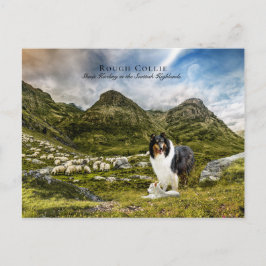 Sheepherding Tricolor Rough Collie - Collectibel Postkarte