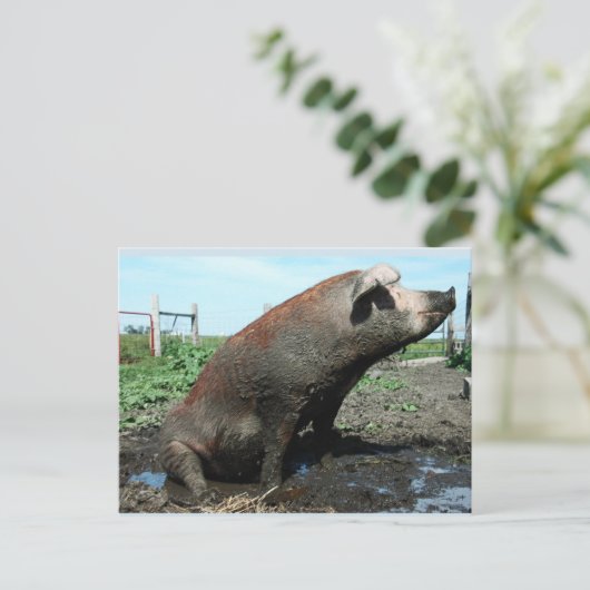 Sheila, mein dicker Schweine Postkarte (Stehend Vorderseite)