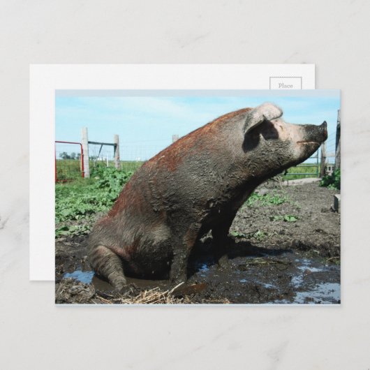 Sheila, mein dicker Schweine Postkarte (Vorne/Hinten)