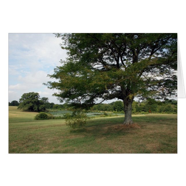 Shelby-Betriebe (Vorderseite (Horizontal))