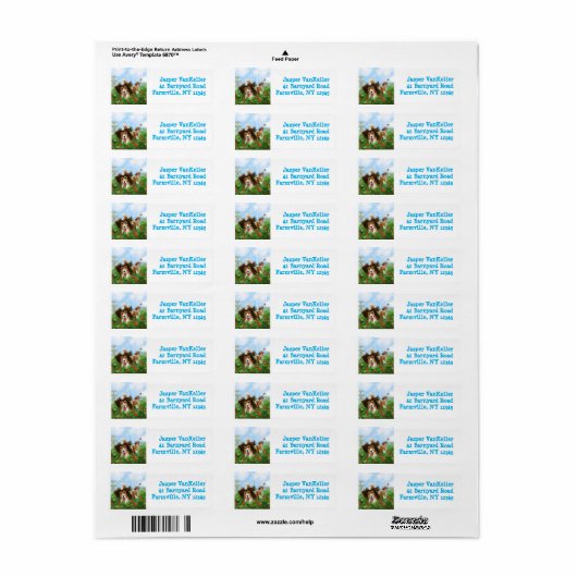 Sheldon die Sheltie (Vorne)