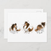 Sheldon the Sheltie Drei Posen Postkarte (Vorne/Hinten)