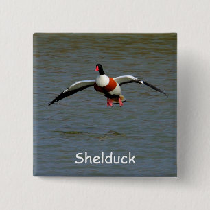 Shelduck Button