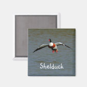 Shelduck Magnet (Vorderseite/Rückseite)