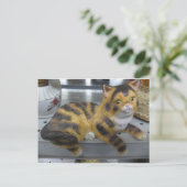 Shelf Cat Postkarte (Stehend Vorderseite)
