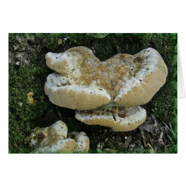 Shelf Fungi auf Stump (Vorderseite (Horizontal))