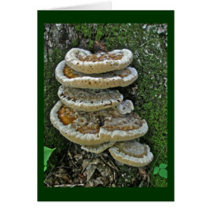 Shelf Fungi auf Stump