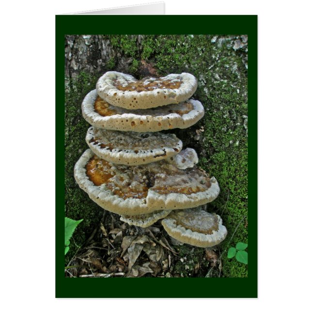 Shelf Fungi auf Stump (Vorne)