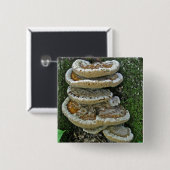 Shelf Fungi auf Stump Button (Vorne & Hinten)