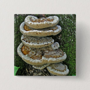 Shelf Fungi auf Stump Button