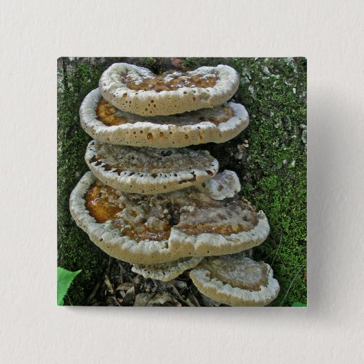 Shelf Fungi auf Stump Button (Vorderseite)