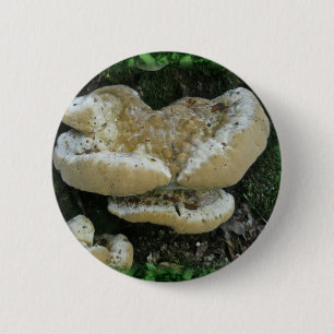 Shelf Fungi auf Stump Button